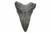 Fossil Broad-Toothed Mako Tooth - South Carolina #214556-1